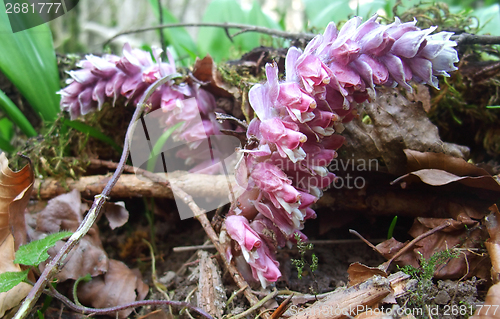 Image of violet flowers in the forest