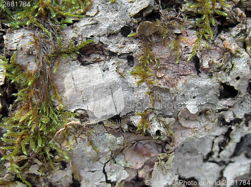 Image of rotting wood detail