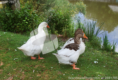 Image of geese