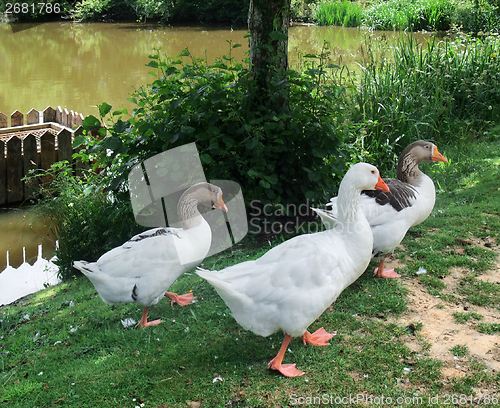 Image of geese