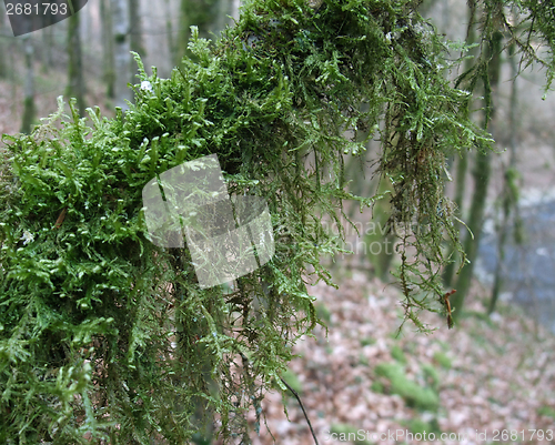 Image of mossy branch