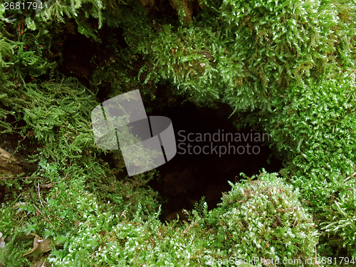 Image of mossy hole