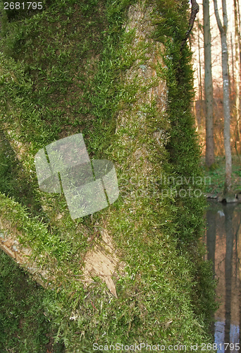 Image of mossy branches