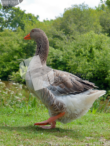 Image of domestic goose