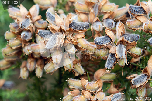 Image of breton shrub detail