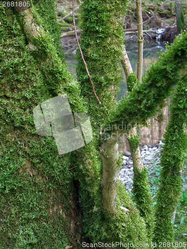 Image of mossy branches