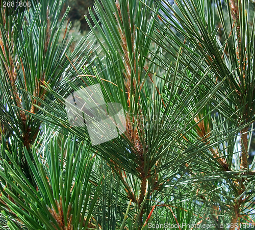 Image of pine detail