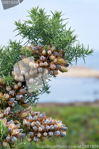 Image of breton shrub detail