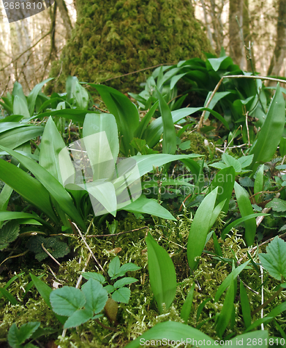 Image of forest floor detail