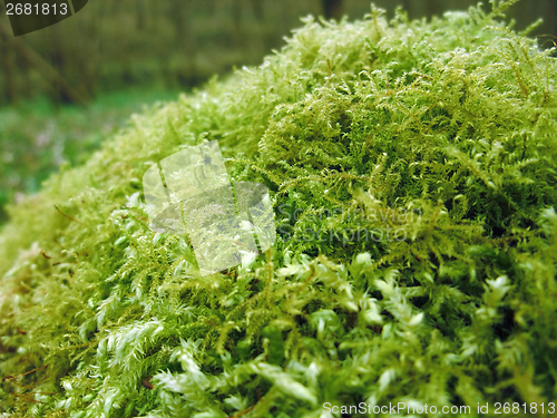 Image of moss closeup