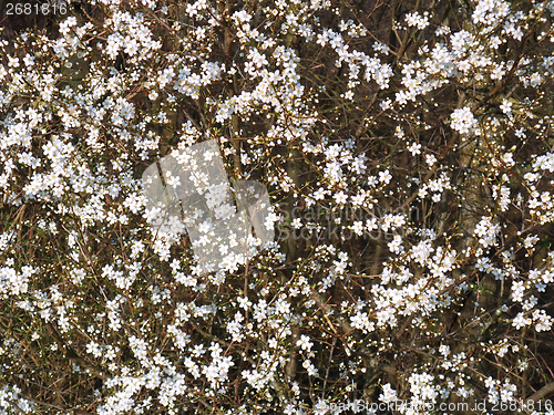 Image of blackthorn flowers