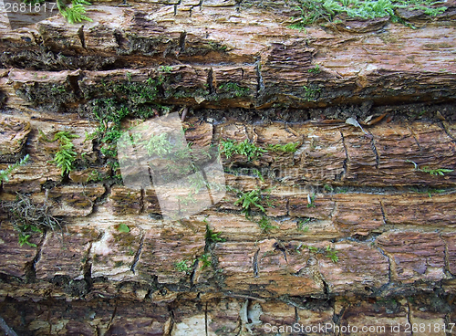 Image of rotting wood detail