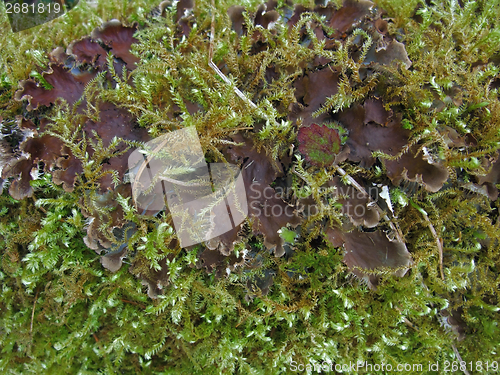 Image of moss and mushroom