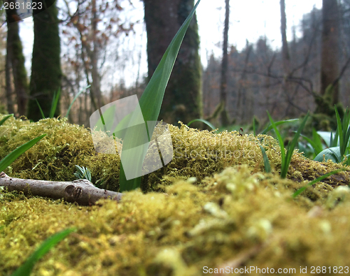 Image of forest floor detail