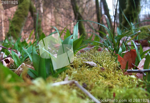 Image of forest floor detail