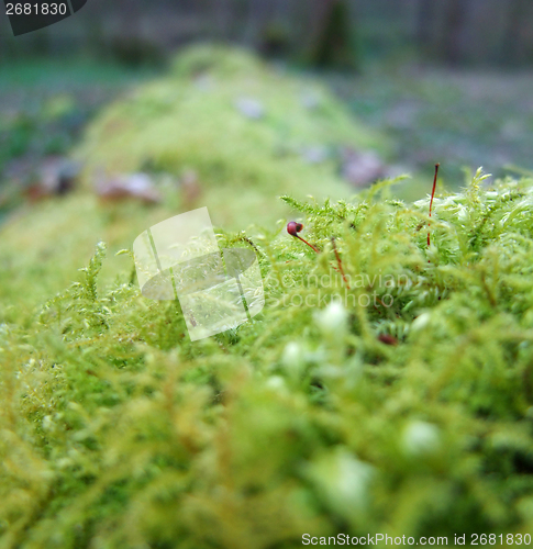 Image of moss closeup