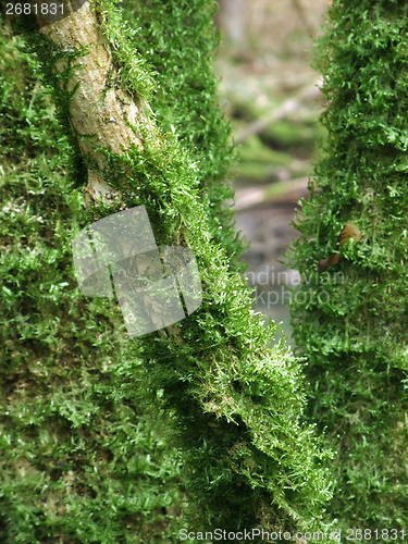 Image of mossy branches