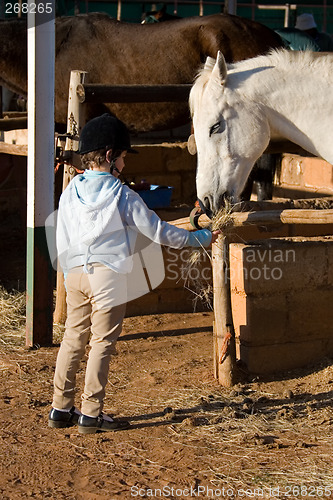 Image of feeding the horse