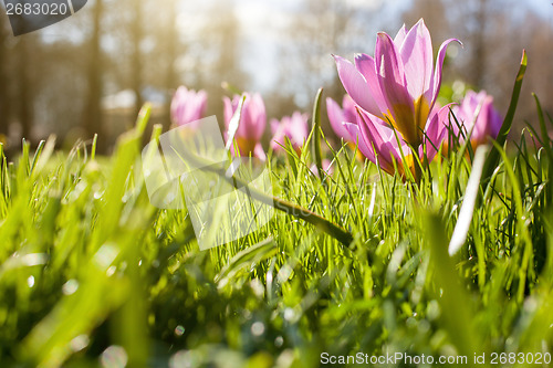 Image of Flowers in Keukenhof park, Netherlands, also known as the Garden