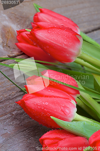 Image of Spring Tulips