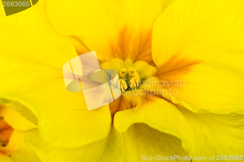 Image of yellow flower primrose