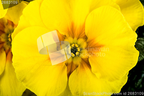 Image of yellow flower primrose