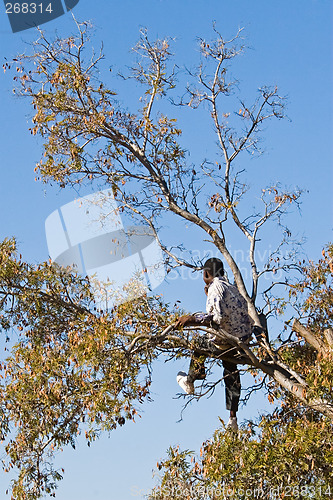 Image of Kids in trees