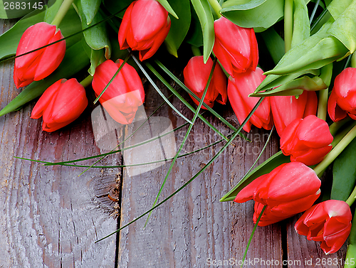 Image of Spring Tulips