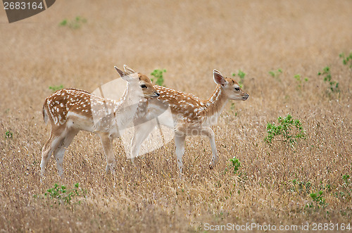 Image of Fallow deer fawns