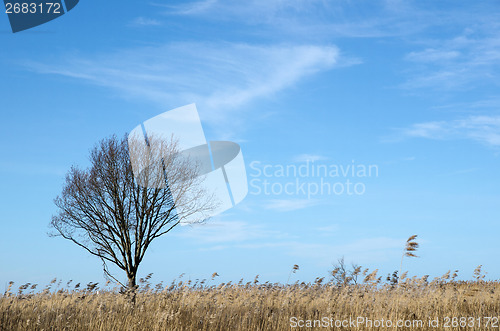 Image of Alone tree in the reeds