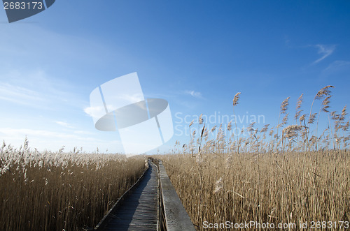 Image of Wooden footpath in the reeds