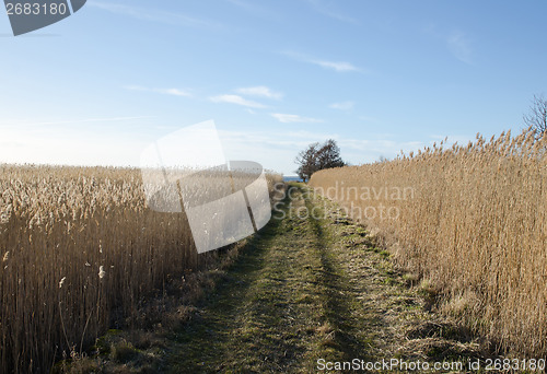 Image of Tracks through the reeds