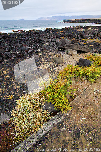 Image of flower branch   in  lanzarote spain musk  rock stone sky     and