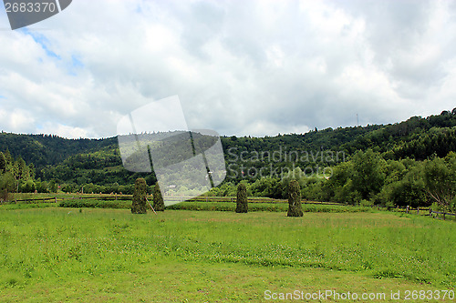 Image of sheafs of hay standing in Carpathian mountains