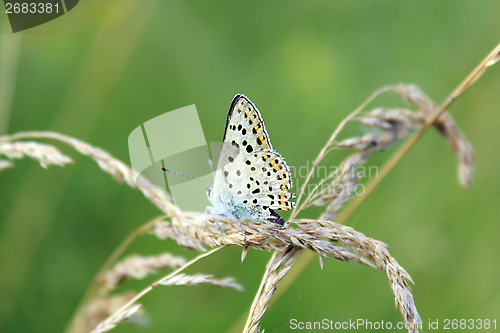 Image of butterfly of Silver-studded Blue on the blade