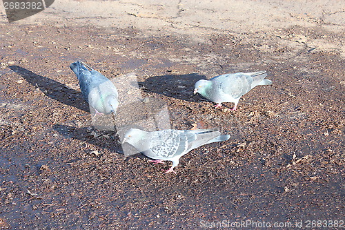 Image of pigeons feeding on the ground