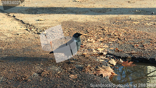 Image of black jackdaw on the ground