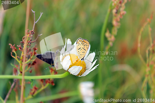 Image of butterfly of Silver-studded Blue on the blade