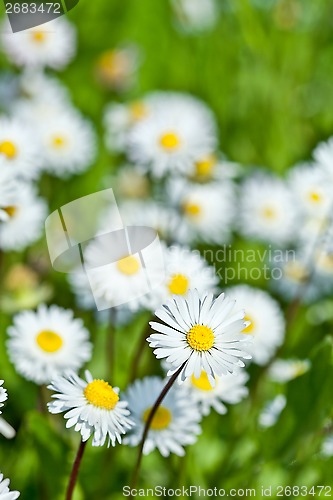 Image of chamomile flowers field 