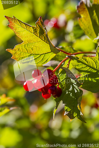 Image of Berries