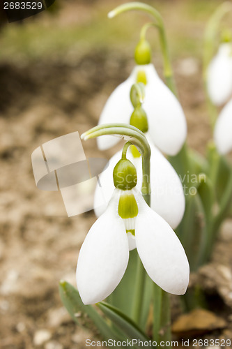 Image of Snowdrops