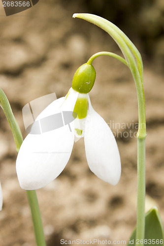 Image of Snowdrops