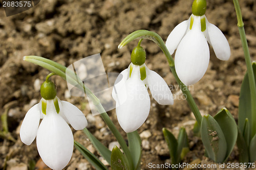 Image of Snowdrops