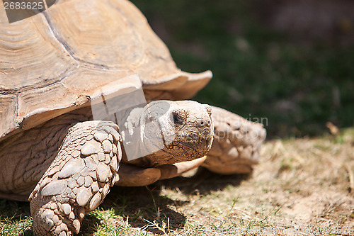 Image of Close up of giant tortoise 