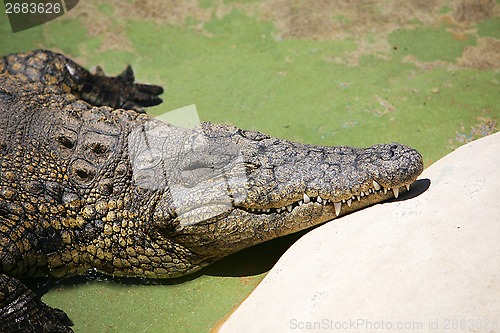 Image of alligator,