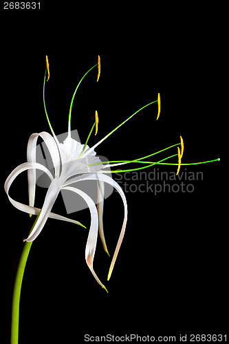 Image of white flower on black background