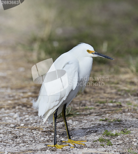 Image of Snowy Egret 