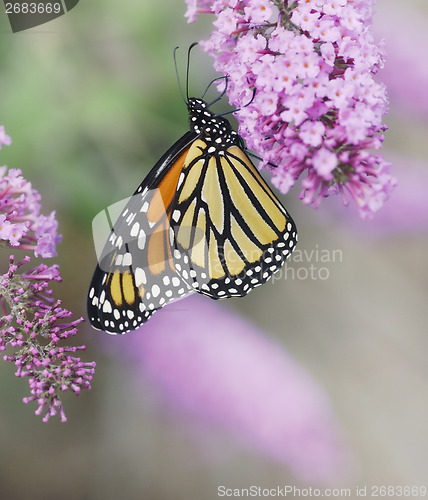 Image of Monarch Butterfly