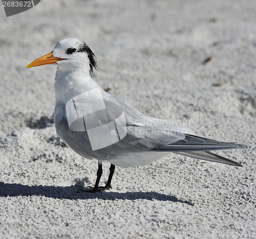 Image of Elegant Tern Seabird 