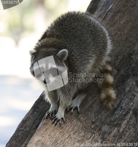 Image of Raccoon